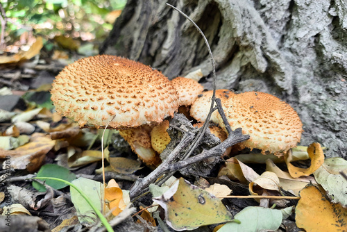 Close up of forest mushrooms in foliage near the tree, autumn season. Pholiota squarrosoides mushrooms, growing in Autumn Forest. Mushroom picking concept. photo