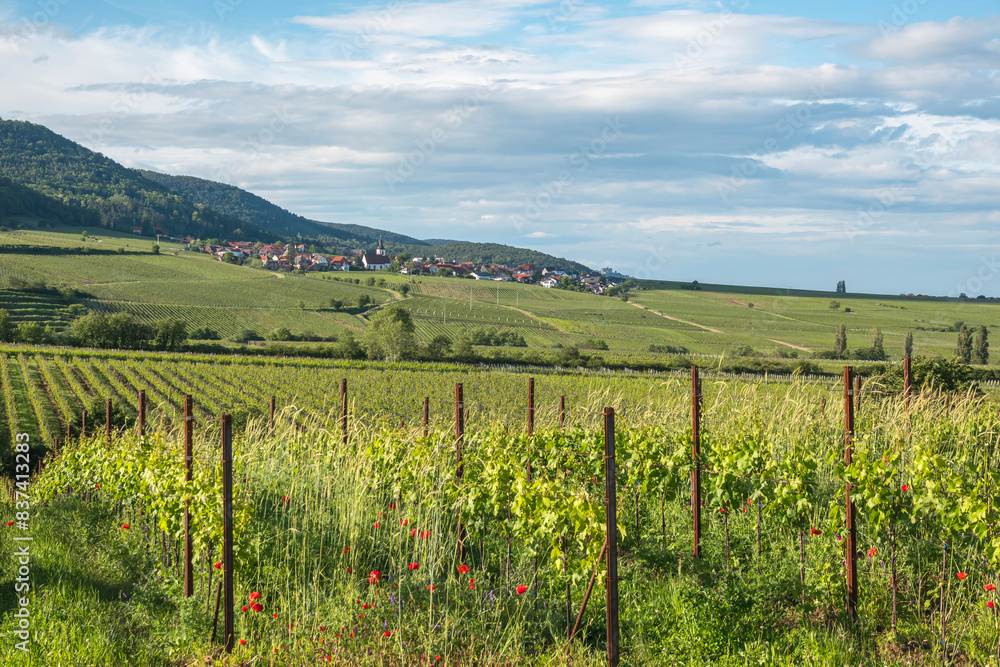 Fototapeta premium Blick über Weinfelder auf das Weindorf Weyher, Pfalz