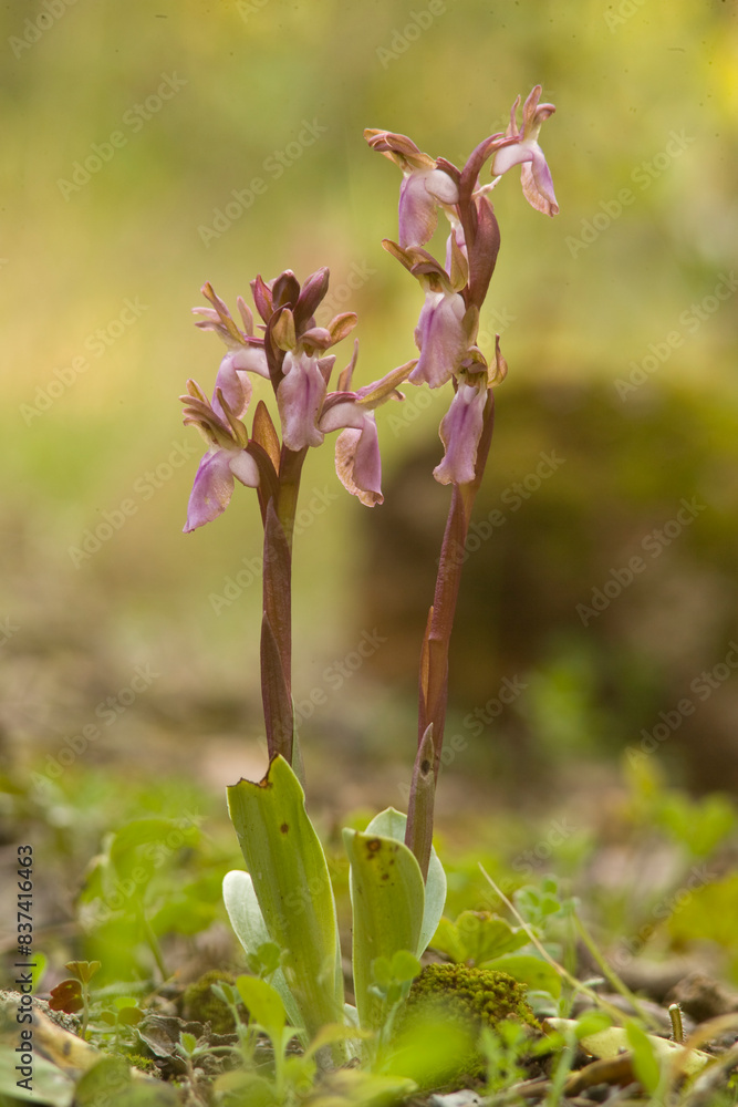 Orchid (Orchis collina). Sassari, Sardinia, Italy