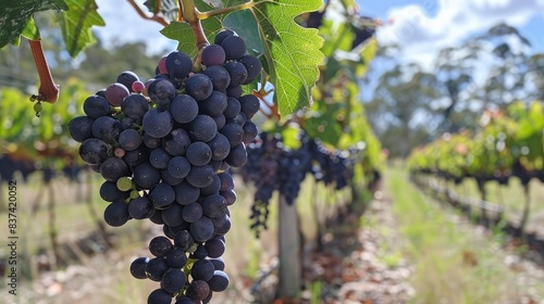 Wallpaper Mural Freshly grown Shiraz grapes on the vine, ready to be harvested for winemaking Torontodigital.ca