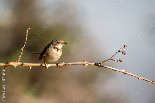 bird on a branch
