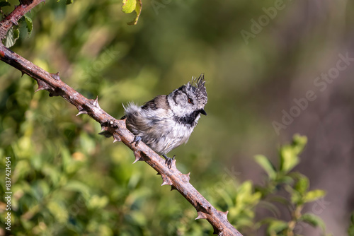 bird on a branch