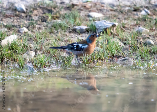 bird on the ground