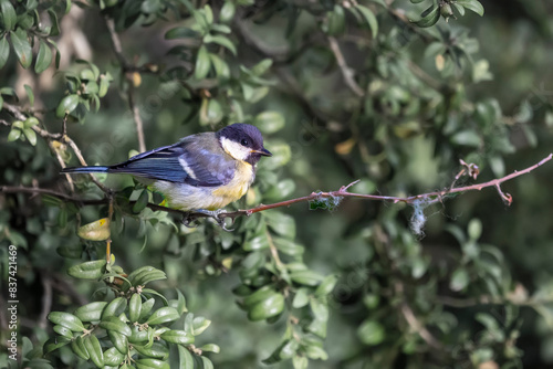 bird on a branch