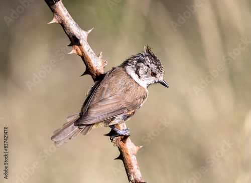 bird on a branch
