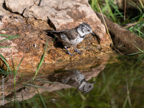 bird washing