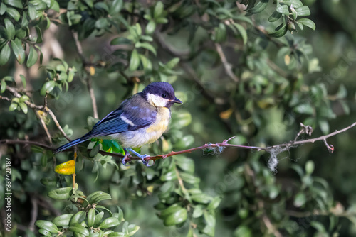 bird on a branch