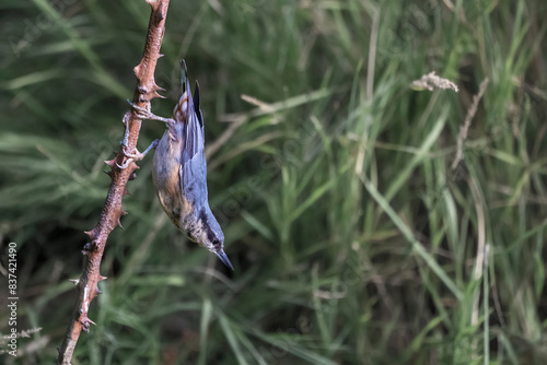 bird on a branch