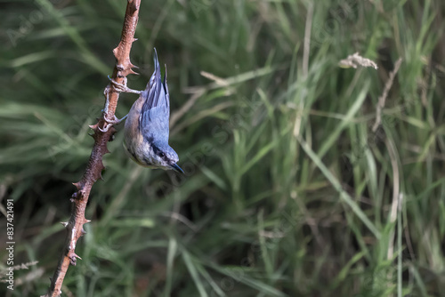 bird on a branch