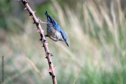 bird on a branch