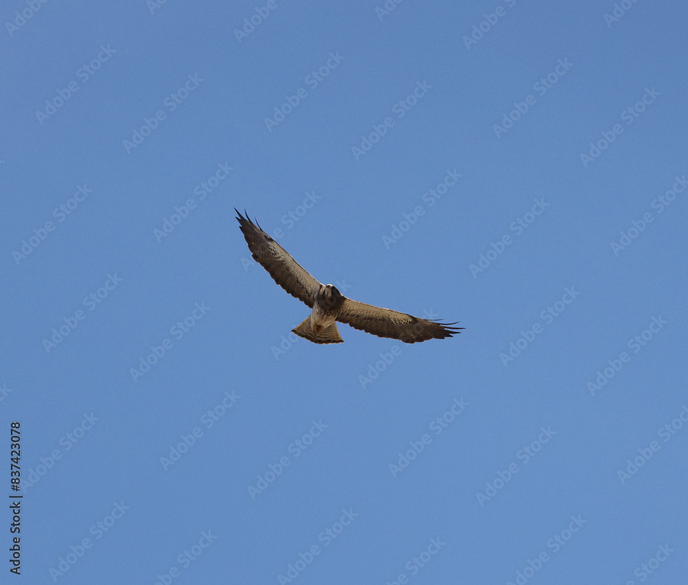 Hawk soaring in a clear blue sky with wings spread wide Hawk soaring in a clear blue sky with wings spread wide