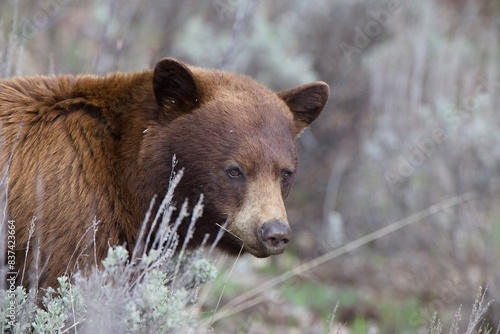 Black Bear color brown Grand Teton National Park