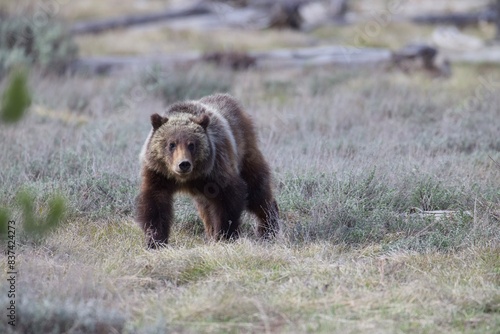 GRIZZLY BEAR SPIRIT CUB OF 399