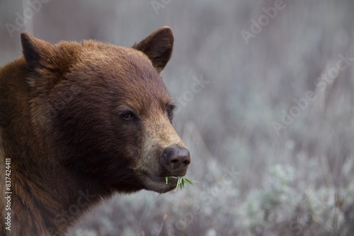 CINNAMON BLACK BEAR PORTRAIT