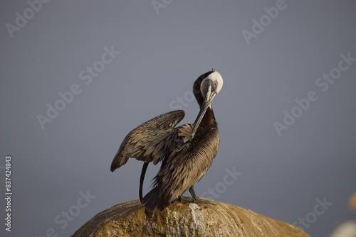 PELICAN on CLIFF ROCK