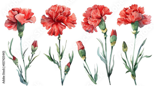 Set of Watercolor red carnation flower isolated on a transparent background. Botanical clipart, hand drawn illustration