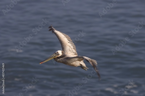 pelican in flight