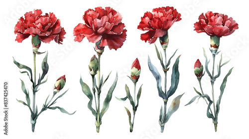 Set of Watercolor red carnation flower isolated on a transparent background. Botanical clipart, hand drawn illustration
