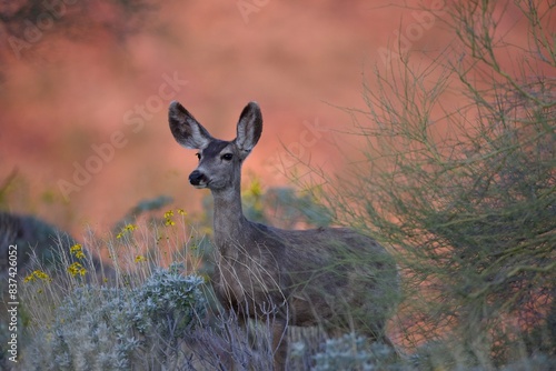 white tailed deer in the desert brush