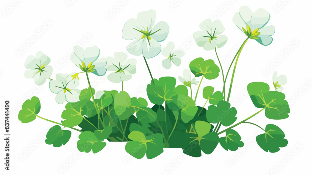 Wood sorrel flowers and trifoliate leaves isolated