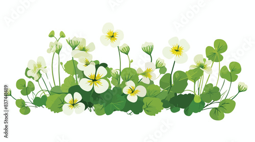 Wood sorrel flowers and trifoliate leaves isolated © Vector