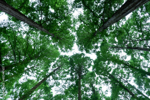 녹색 잎을 가진 나무(A tree with green leaves, fire tree, 하노끼) photo