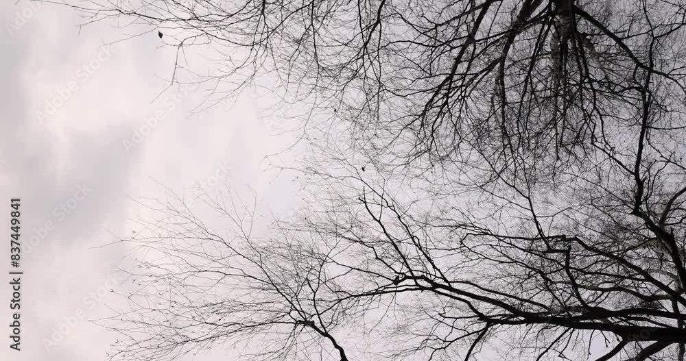 cloudy weather in windy weather in the winter park with birch tree, bare branches of birch tree in the winter season in the park cloudy weather in windy weather in the winter park with birch tree, bare branches of birch tree in the winter season in the park