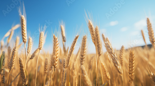 Wallpaper Mural Golden wheat field and blue sky in summer Torontodigital.ca