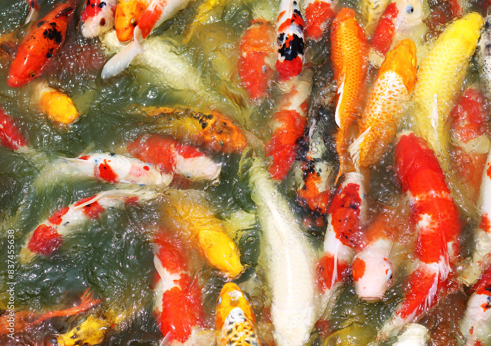 Koi or carp chinese fish in water Koi or carp chinese fish in water