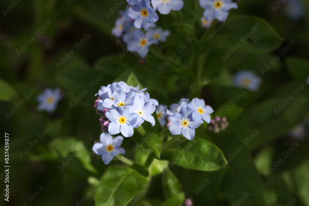 Beautiful forget-me-not flowers growing outdoors. Spring season Beautiful forget-me-not flowers growing outdoors. Spring season