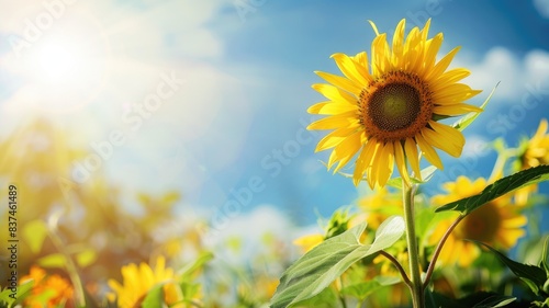 Bright sunflower under clear blue sky and sunlight