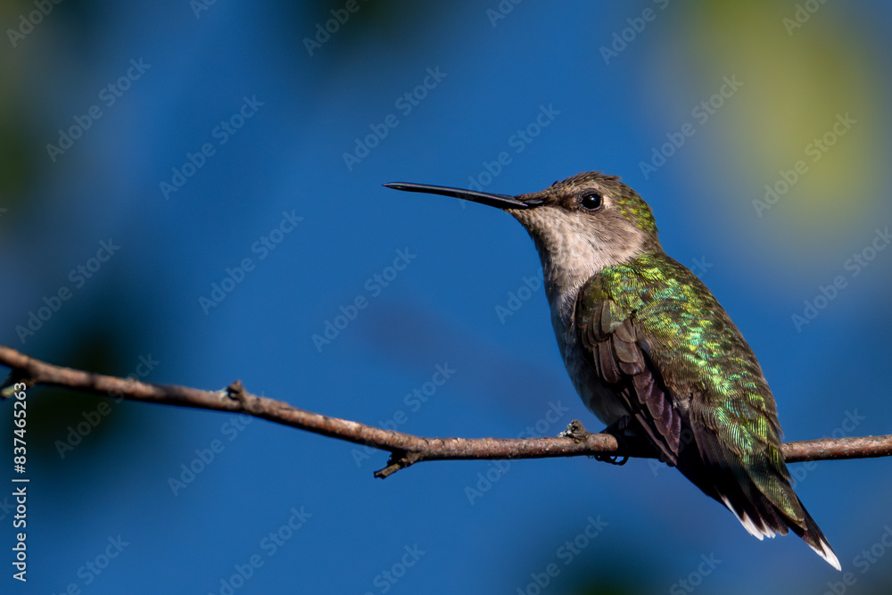 Fototapeta premium hummingbird in flight