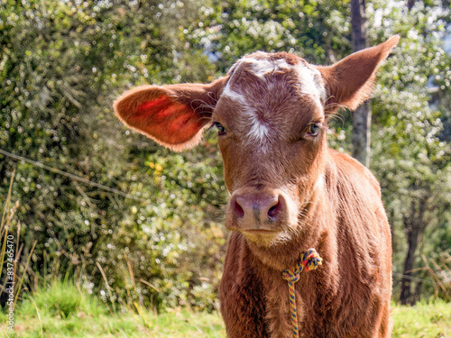 Portrait of a brown calf with long ears, captured ina farm in the eastern Andean mountains of central Colombia.