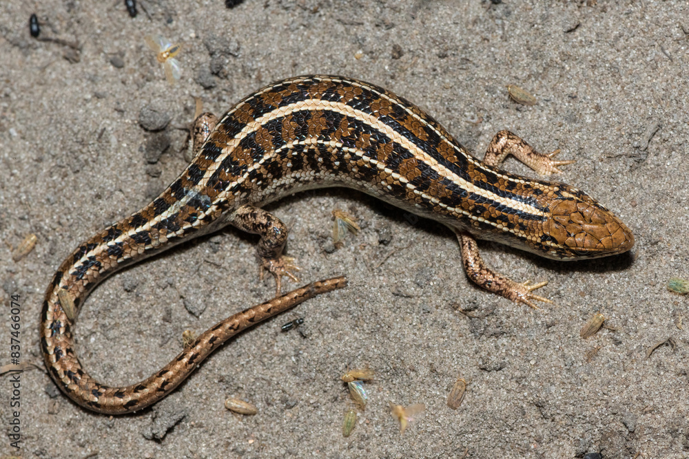 A beautiful Cape Skink (Trachylepis capensis) found in the Liuwa Plains National Park in Zambia, confirming its existence in the area A beautiful Cape Skink (Trachylepis capensis) found in the Liuwa Plains National Park in Zambia, confirming its existence in the area