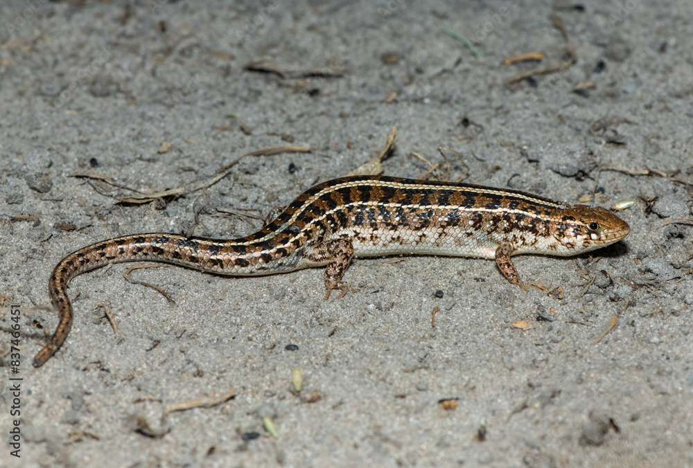 A beautiful Cape Skink (Trachylepis capensis) found in the Liuwa Plains National Park in Zambia, confirming its existence in the area A beautiful Cape Skink (Trachylepis capensis) found in the Liuwa Plains National Park in Zambia, confirming its existence in the area