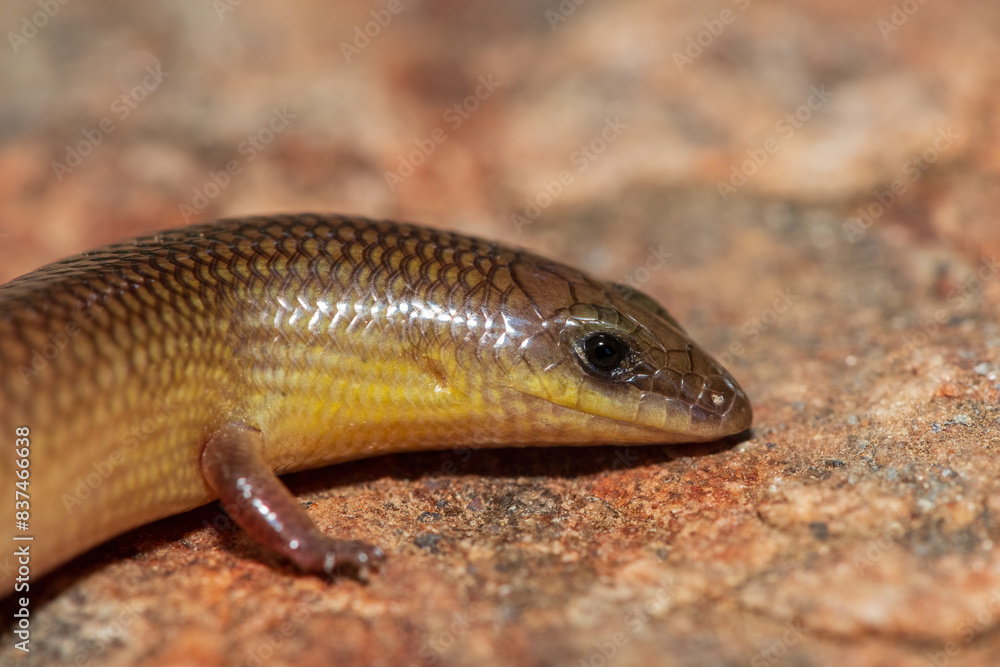 A cute Sundevall's Writhing Skink (Mochlus sundevallii), also known as Peters' eyelid skink, or Peters' writhing skink, photographed on a rock in the wild A cute Sundevall's Writhing Skink (Mochlus sundevallii), also known as Peters' eyelid skink, or Peters' writhing skink, photographed on a rock in the wild