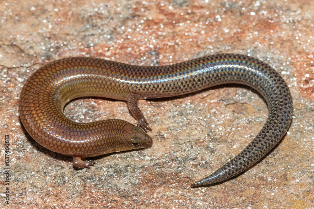 A cute Sundevall's Writhing Skink (Mochlus sundevallii), also known as Peters' eyelid skink, or Peters' writhing skink, photographed on a rock in the wild A cute Sundevall's Writhing Skink (Mochlus sundevallii), also known as Peters' eyelid skink, or Peters' writhing skink, photographed on a rock in the wild
