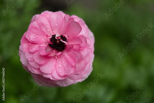 Ranuncula Blooming in Spring