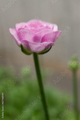 Ranuncula Blooming in Spring