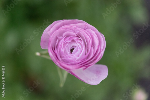 Ranuncula Blooming in Spring