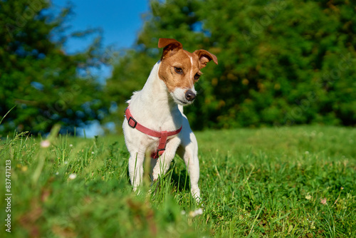 Curious Jack Russell Terrier dog Standing in a Vibrant Green Meadow on a Sunny Day