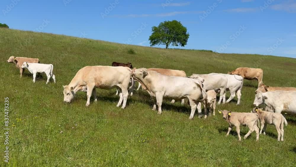 Charolais cattle with calves on pasture in Hagestad, Ystad municipality, Skane county, Sweden, Scandinavia, Europe Charolais cattle with calves on pasture in Hagestad, Ystad municipality, Skane county, Sweden, Scandinavia, Europe