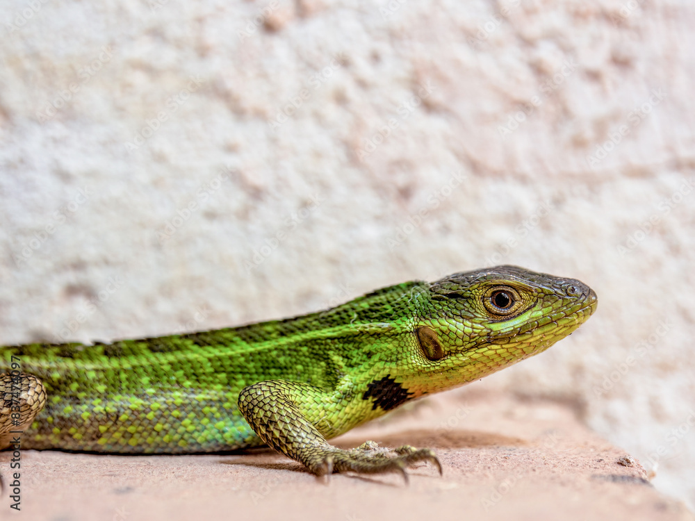 Naklejka premium Side macro photography of a Duméril's whorltail iguana, immobile in the clay floor of a farmhouse in the eastern Andean mountains of central Colombia.