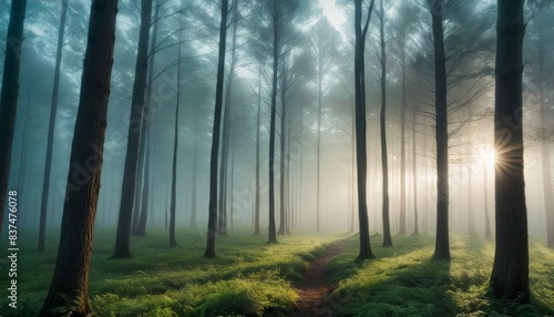 Ethereal morning scene with rays of sunlight piercing through the mist in a dense pine forest  highlighting a narrow trail.