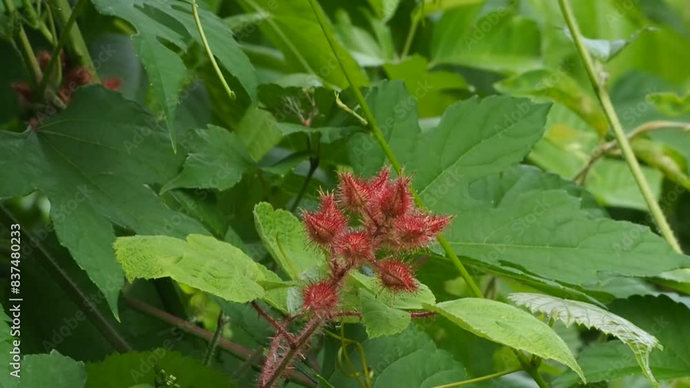 wild growing wineberries (Rubus phoenicolasius) wild growing wineberries (Rubus phoenicolasius)