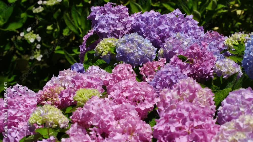 明るくかわいい紫陽花 明るくかわいい紫陽花
