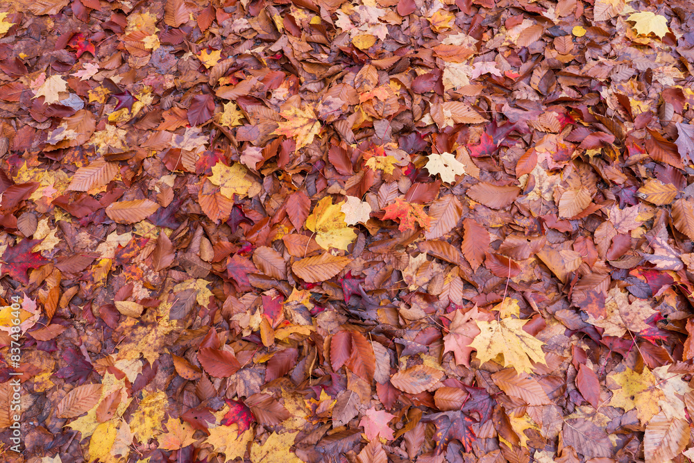 many maple leaves and fall leaves covering the entire ground in New England