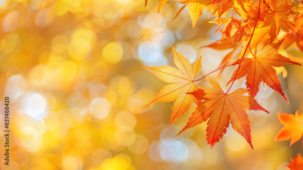 Autumn's beauty unfolds with brilliant maple leaves against a sunny backdrop in Kyushu, Japan. No people, close-up shot, macro details, spacious copy area. Autumn's beauty unfolds with brilliant maple leaves against a sunny backdrop in Kyushu, Japan. No people, close-up shot, macro details, spacious copy area.
