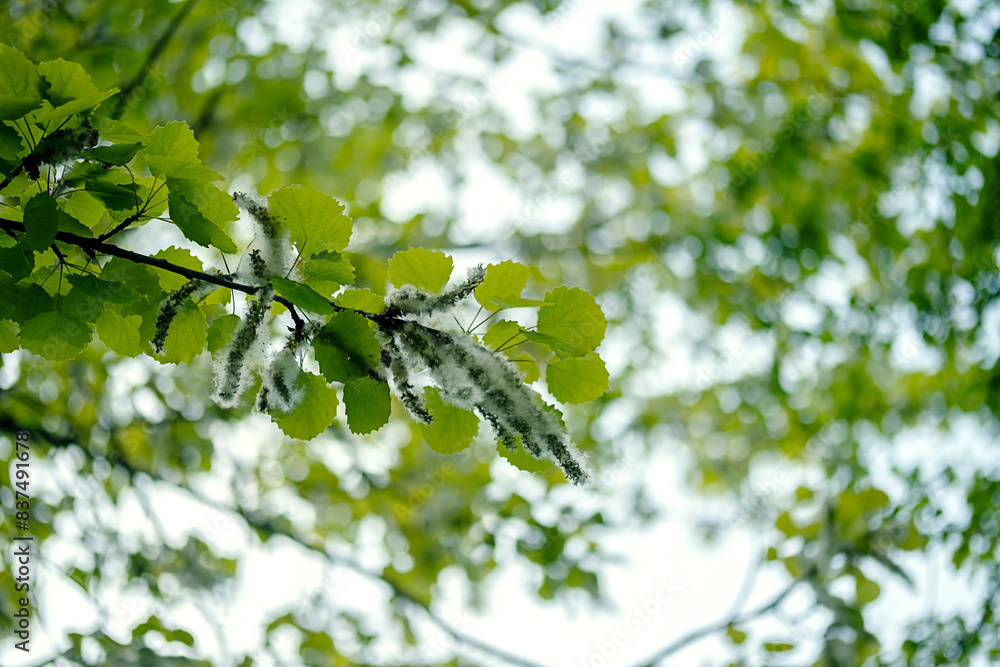 Poplar fluffy seeds on the branches. Poplar fluffy seeds on the branches.