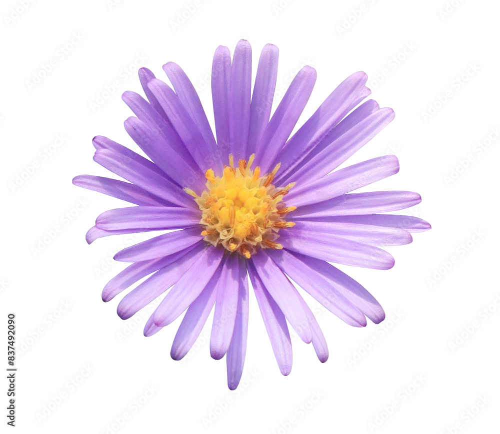 Closeup small single purple flowers isolated on transparent background. Closeup small single purple flowers isolated on transparent background.